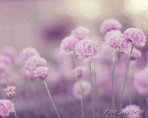 张嘉佳：他们开放在别处